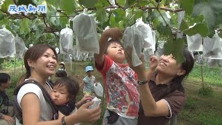 一足早くブドウ狩り楽しむ   JA常陸が幼稚園児親子を招待