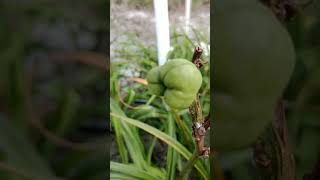 How to Harvest a Daylily Seed Pod