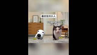 最忠实的仆人 #猫meme #内容过于真实 #姐弟  #cat #迷恋 #萌宠  #funny #貓 #cute  #萌寵 #pets #治癒小貓  #搞笑