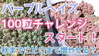 【vlog183】【多肉植物】パープルヘイズ100粒チャレンジ❣️秋までにどこまで増やせるか⁉️【葉挿し】