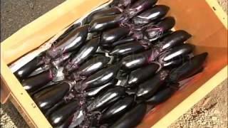 野菜中継　岡山「千両なす」Egg plant