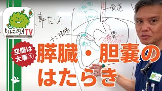 『空腹は大事① 膵臓・胆嚢のはたらき』りんごの樹動物病院