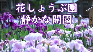 コロナ禍の花菖蒲園静かなる開園 2021枚方山田池公園花菖蒲園にて