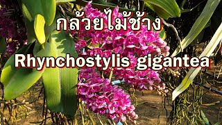 กล้วยไม้ช้าง Rhynchostylis gigantea,ติดต่อพันธุ์ แอดไลน์ 0818657957