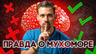 МУХОМОР. Микродозинг мухомора. Волшебные грибы и биохакинг. #здоровье #мухомор #микродозинг