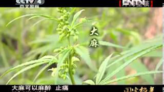 国宝档案  《国宝档案》 20130406 洋海箜篌