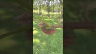 Black Walnut Tree Petiole Gall.