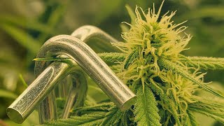 How to Train Plants 💪 Strong Stems – Lifting Weights🏋️ NO SCROG Cannabis, Marijuana & Weed 🍃💨