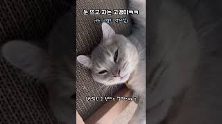 눈 뜨고 자는 고양이ㅋㅋ (고양이 액체설)