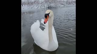 Relaxation with amazing Swan on a Snowy Day ❄️🤍🦢🤍❄️