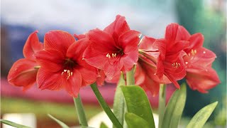 Comment planter et entretenir l’Amaryllis pour une floraison spectaculaire cet hiver