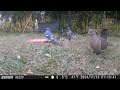 Four jays clean out the peanut basket #bird #birds