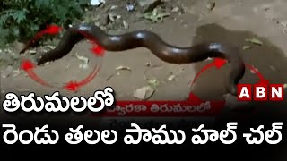 తిరుమలలో రెండు తలల పాము హల్ చల్ || ABN Telugu