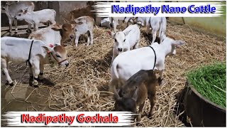 Nadipathy Nano Cattle | Nadipathy Goshala | #minivlog #pmmodi #yt #cows #farm #tiktok #punganurcalf