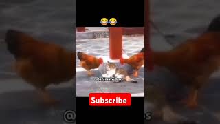 Funny cat videos #funny #cat #videos