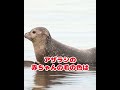 アザラシの雑学 アザラシ 動物雑学 雑学 ペット雑学