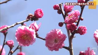 五條市西吉野町　賀名生梅林で梅の花が見ごろ