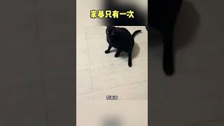 谁还没有点真本事 #搞笑配音 #funny #猫咪的迷惑行为