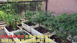 用泡沫箱种菜究竟能不能吃？有人说种出来的菜会致癌，是真的吗？