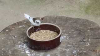 白い鳥の食事(王子動物園)White bird of meal (Oji Zoo)