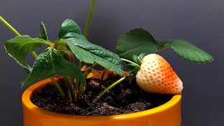 Strawberry time lapse compilation - 115 days of growing