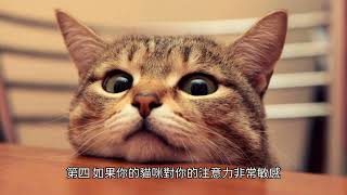 貓咪愛你的十種表現方式 | 天才小貓貓 Genius Cat