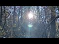 birds chirping crunchy crisp snow relaxing music. calming sunny forest walkthrough.