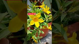 Allamanda flowers | Allamanda flower plant grow and care #flowers #allamanda #shorts