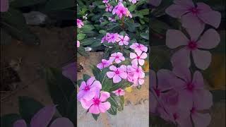 How to Grow Vinca Rosea