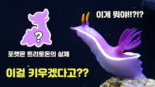 포켓몬 트리토돈의 실제생물을 키워본다!(투구게 특별출연)[TV생물도감]