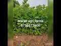 mulberry plants available