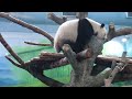 20220425 竹葉吃得好乾淨 圓仔定格未受驚 早餐 giant panda yuan zai