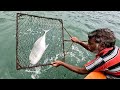 Back to Back Giant Trevally Caught Using Live Baits