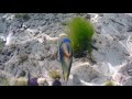 🔆 best snorkeling mauritius flic en flac beach diving