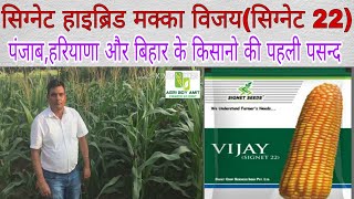 SIGNET HYBRID MAIZE VIJAY(SIGNET 22) Best For PUNJAB,HARYANA,BIHAR,सिगनेट हाइब्रिड मक्का विजय 22