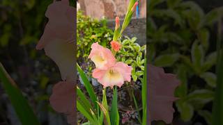 Beautiful gladiolus flowers #flowers #plants #garden #youtubeshorts #shorts #shortsfeed #trending