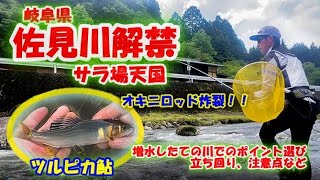 【#51 佐見川解禁】増水後は湖産鮎の入れ喰いパターン！！サラ場を攻めまくってみた　★鮎　入れ追い