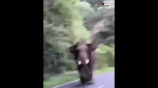 അണ്ണാച്ചി ഓടിക്കോ.. ആന വരുന്നുണ്ട് | Wild elephant attack kerala