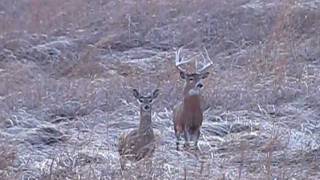 Germantown Reserve Big Buck