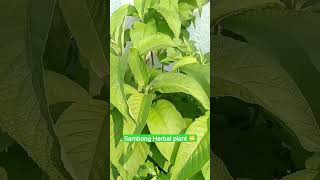 Sambong Herbal plants for your health