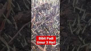 BIBIT PADI UMUR 3 HARI #shorts #vidioshorts #viral #padi #bibitpadiunggul #bibitpadi