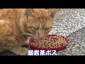 9月一発目の野良猫の安否確認