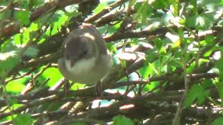 Pensaskerttu 20150517 The common whitethroat (Sylvia communis)