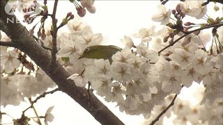 夏日目前の所も…太平洋側で気温急上昇　東京は桜満開発表へ(2024年4月4日)