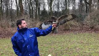 Doppeltes Glück im Unglück für einen Mäusebussard