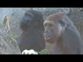 金剛tayari看到老公來時 快逃跑when tayari sees her husband coming run away 金剛猩猩 gorilla