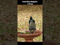 Backyard Bird Calls/Songs/Sounds~Magpie Duet #shorts