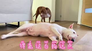 “恶霸犬”斯塔福犬chocolate 和“孙红雷”牛头梗 没羞没臊的一天