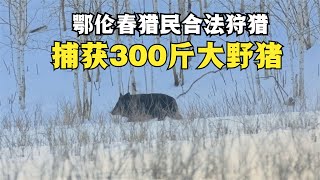 鄂伦春人合法狩猎，捕获300斤大野猪