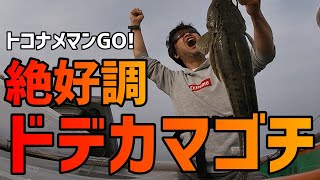 【愛知マゴチ釣り】メゴチの生き餌丸呑み　ドデカマゴチ炸裂！！